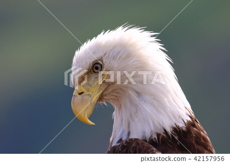 Wild bullhead eagle (Hakutouwashi, American Eagle, Bald eagle) Wild bullhead eagle (Hakutouwashi, American Eagle, Bald eagle) 42157956