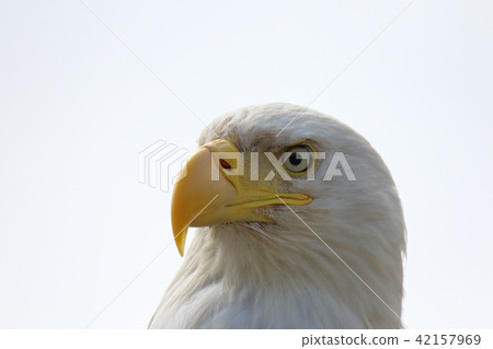 野生鬥牛鷹（Hakutouwashi，美國之鷹，禿頭鷹） 42157969