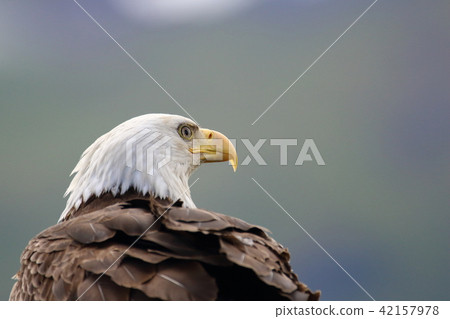 Wild bullhead eagle (Hakutouwashi, American Eagle, Bald eagle) Wild bullhead eagle (Hakutouwashi, American Eagle, Bald eagle) 42157978