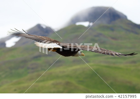 野生鬥牛鷹（Hakutouwashi，美國之鷹，禿頭鷹） 42157995