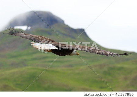 野生鬥牛鷹（Hakutouwashi，美國之鷹，禿頭鷹） 42157996