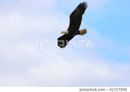 Wild bullhead eagle (Hakutouwashi, American Eagle, Bald eagle) Wild bullhead eagle (Hakutouwashi, American Eagle, Bald eagle) 42157998