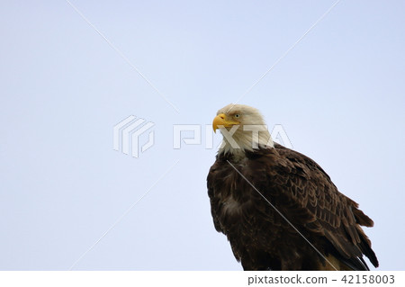 Wild bullhead eagle (Hakutouwashi, American Eagle, Bald eagle) 42158003