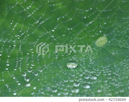 Polka dots # 01 lotus leaves 42158089