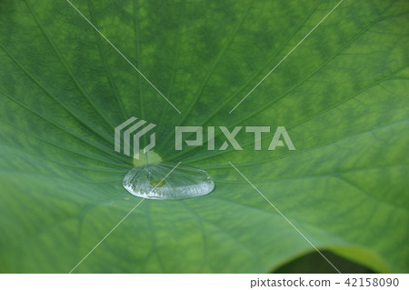 Polka dots # 02 lotus leaves 42158090