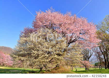 Oimachi櫻花在岩手縣的森林裡 42158248