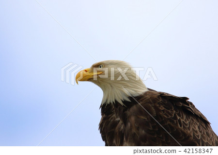 Wild bullhead eagle (Hakutouwashi, American Eagle, Bald eagle) Wild bullhead eagle (Hakutouwashi, American Eagle, Bald eagle) 42158347