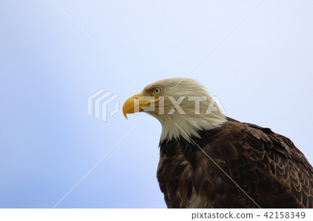 Wild bullhead eagle (Hakutouwashi, American Eagle, Bald eagle) Wild bullhead eagle (Hakutouwashi, American Eagle, Bald eagle) 42158349