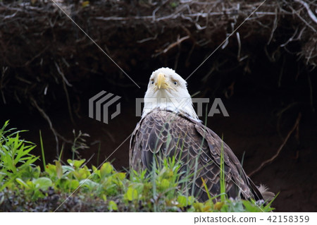 野生鬥牛鷹(Hakutouwashi,美國之鷹,禿頭鷹) 野生鬥牛鷹(Hakutouwashi,美國之鷹,禿頭鷹) 42158359