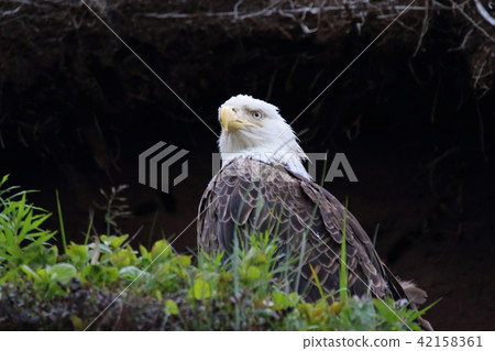 Wild bullhead eagle (Hakutouwashi, American Eagle, Bald eagle) Wild bullhead eagle (Hakutouwashi, American Eagle, Bald eagle) 42158361