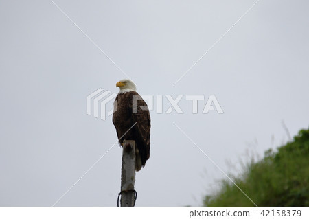 Wild bullhead eagle (Hakutouwashi, American Eagle, Bald eagle) Wild bullhead eagle (Hakutouwashi, American Eagle, Bald eagle) 42158379