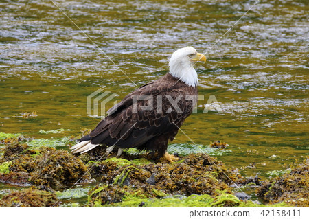 野生鬥牛鷹（Hakutouwashi，美國之鷹，禿頭鷹） 42158411