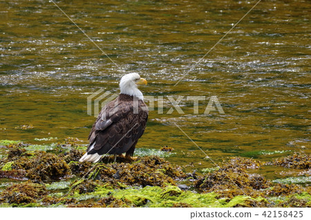 野生鬥牛鷹（Hakutouwashi，美國之鷹，禿頭鷹） 42158425