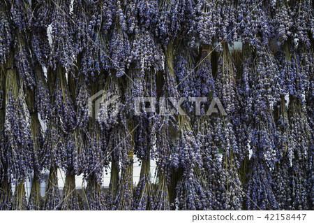 Lavender bunches, bunches hanging and drying herbs. Herbal background, texture Lavender bunches, bunches hanging and drying herbs. Herbal background, texture 42158447