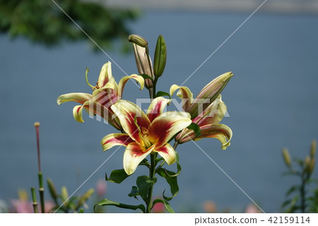 Lily (Yuri) Lily (Yuri) 42159114