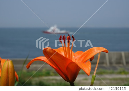 莉莉（尤里） 42159115