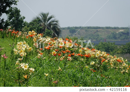 莉莉（尤里） 42159116