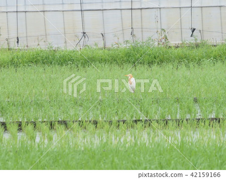 Amazagi / Paddy Field 42159166