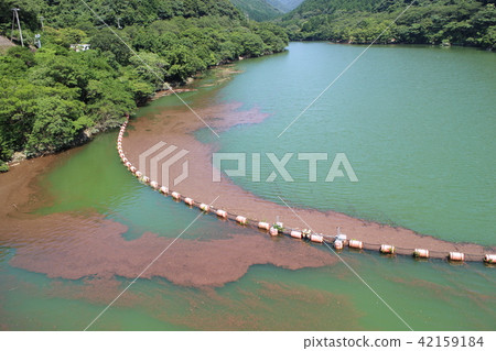 大雨過後木頭，浮木留在大壩裡 42159184