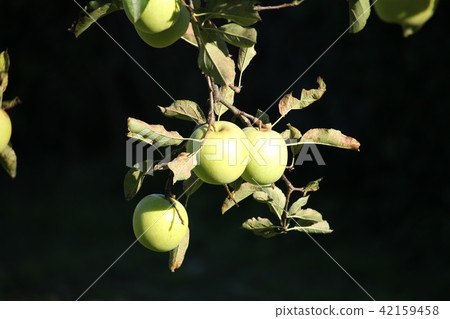 green apple  42159458