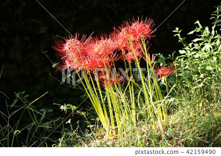 Cluster amaryllis Cluster amaryllis 42159490