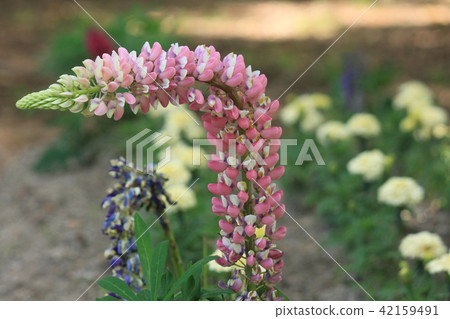 Lupine flowers 42159491