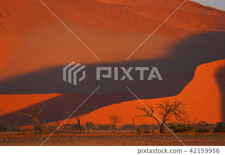 Namib Desert 42159956