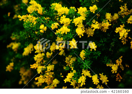 金黃顏色花,黃鰭金槍魚花 金黃顏色花,黃鰭金槍魚花 42160160