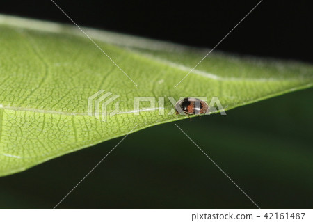 Creatures insects Lidobbolloid beetles, insects in the southern system and its habitat seems to be from Yaeyama to Taiwan Creatures insects Lidobbolloid beetles, insects in the southern system and its habitat seems to be from Yaeyama to Taiwan 42161487