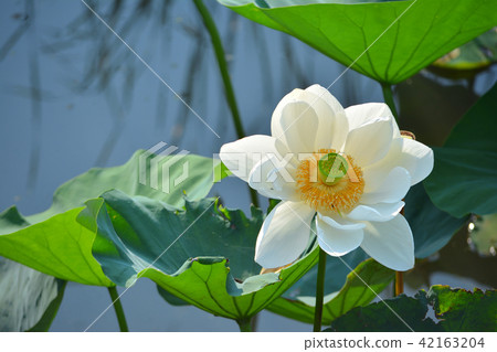 Lotus flower Lotus flower 42163204