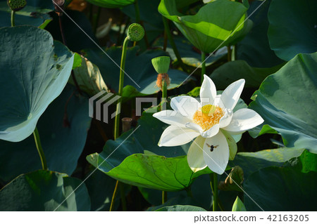 Lotus flower Lotus flower 42163205