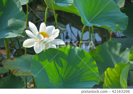 Lotus flower Lotus flower 42163206