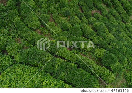 growing green tea plants in spring mountains 42163506