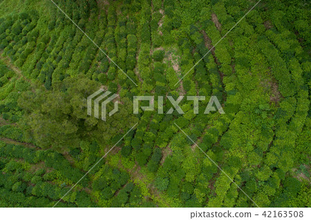 growing green tea trees in spring mountains 42163508