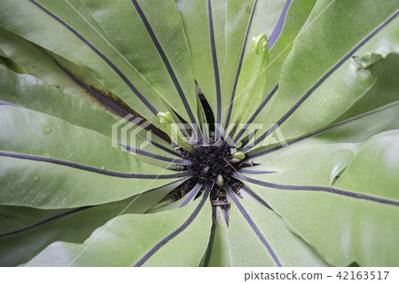 Beautiful green leaves plant up close Beautiful green leaves plant up close 42163517