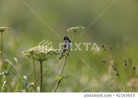 Tweet Ohdrin Tweet Ohdrin 42163653