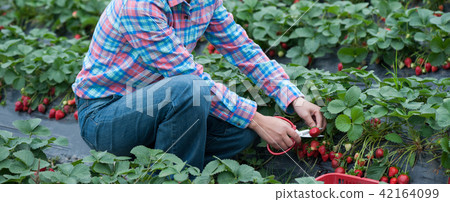 farmer picking ripe strawberries in the field farmer picking ripe strawberries in the field 42164099