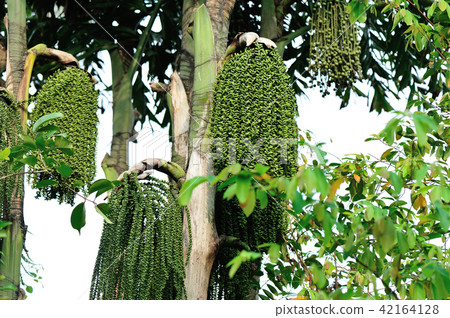 Palm tree seed close up Palm tree seed close up 42164128