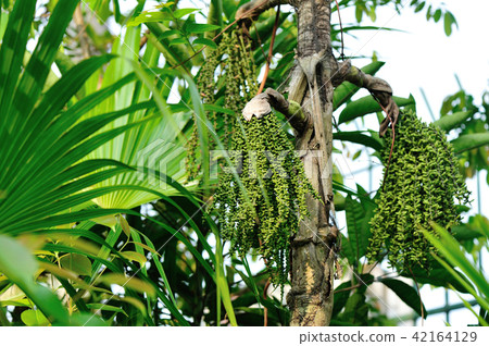 Palm tree seed grow on tree in tropical park Palm tree seed grow on tree in tropical park 42164129
