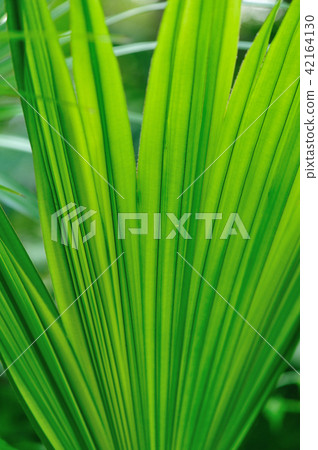 green palm tree in tropical park 42164130