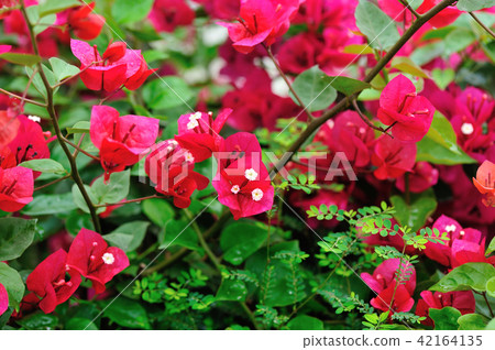 blooming bougainvillea flowers in spring  42164135