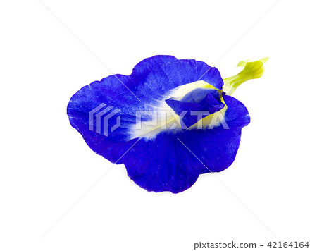 Butterfly pea flower isolated on white background. Butterfly pea flower isolated on white background. 42164164