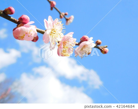 Plum blossom contemporary drawing Muruishibori Plum blossom contemporary drawing Muruishibori 42164684