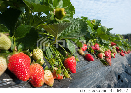 strawberry fruits in growth at garden strawberry fruits in growth at garden 42164952