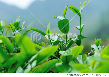 Growing green tea trees in spring mountains 42165137