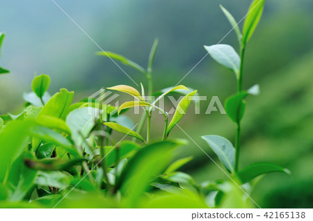Growing green tea trees in spring mountains Growing green tea trees in spring mountains 42165138