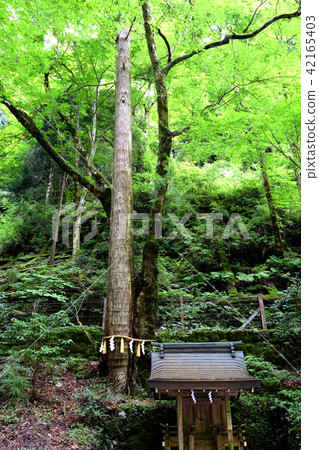 Sugi (Kibune Shrine / Kyoto) Sugi (Kibune Shrine / Kyoto) 42165403