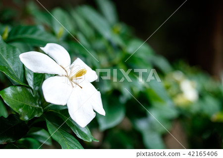 子花 子花 42165406