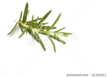 rosemary isolated on white background rosemary isolated on white background 42165611
