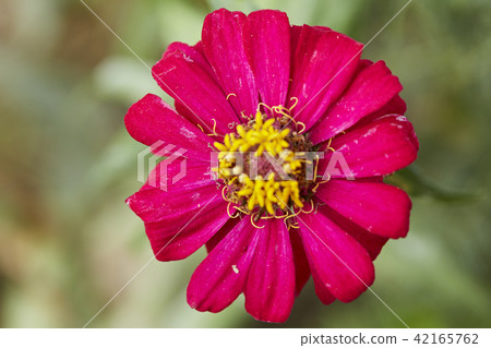 red zinnia on a green background red zinnia on a green background 42165762